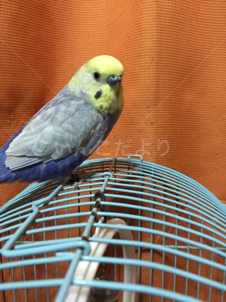 迷い鳥の写真