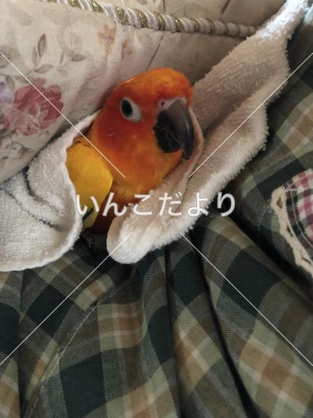 迷い鳥の写真
