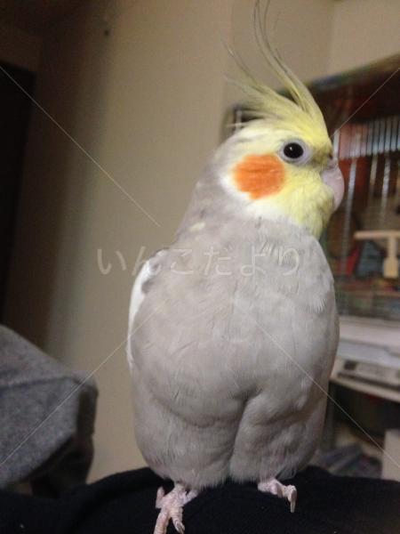 迷い鳥の写真