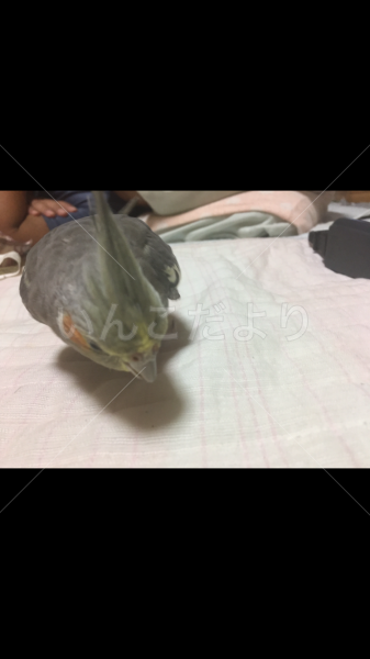 迷い鳥の写真