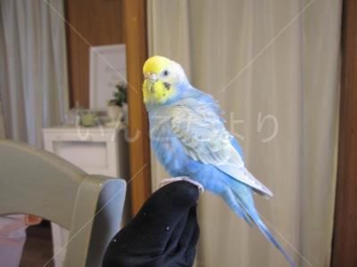 迷い鳥の写真