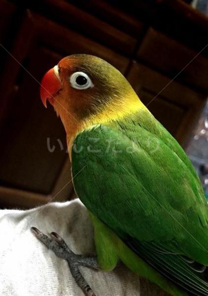 迷い鳥の写真