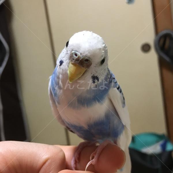 迷い鳥の写真