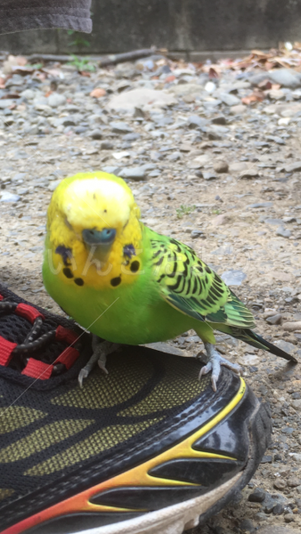 保護鳥の写真
