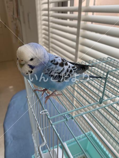 保護鳥の写真