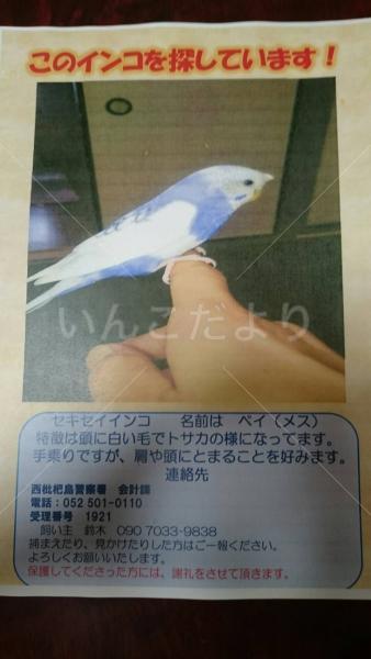 迷い鳥の写真