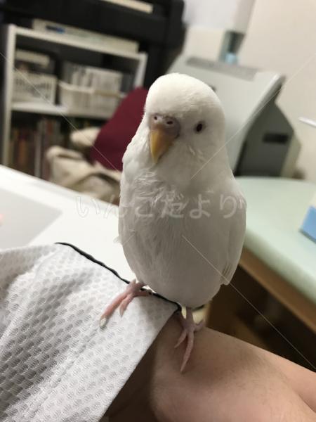 迷い鳥の写真