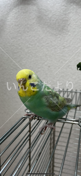迷い鳥の写真