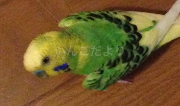 迷い鳥の写真