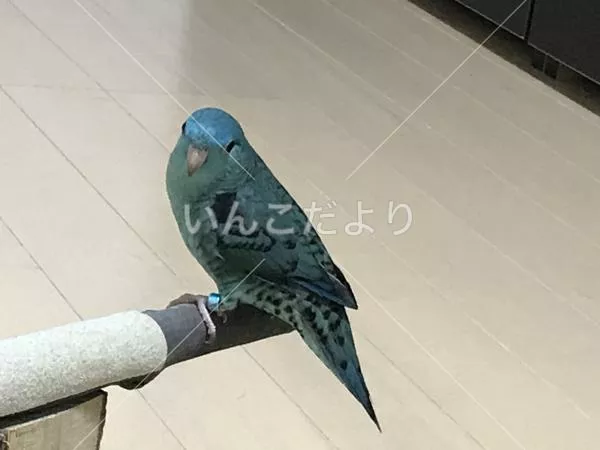 迷い鳥の写真