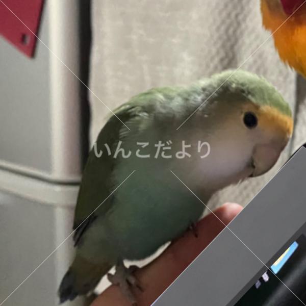 迷い鳥の写真