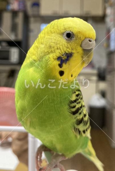 迷い鳥の写真