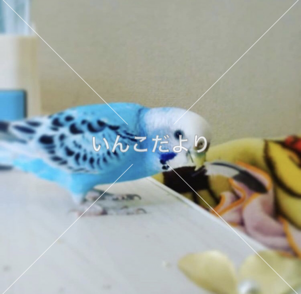 迷い鳥の写真