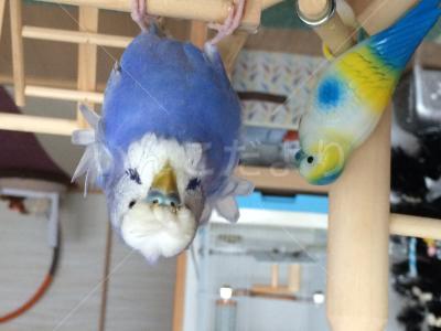 迷い鳥の写真