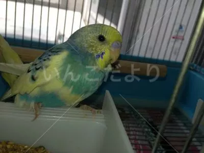 保護鳥の写真