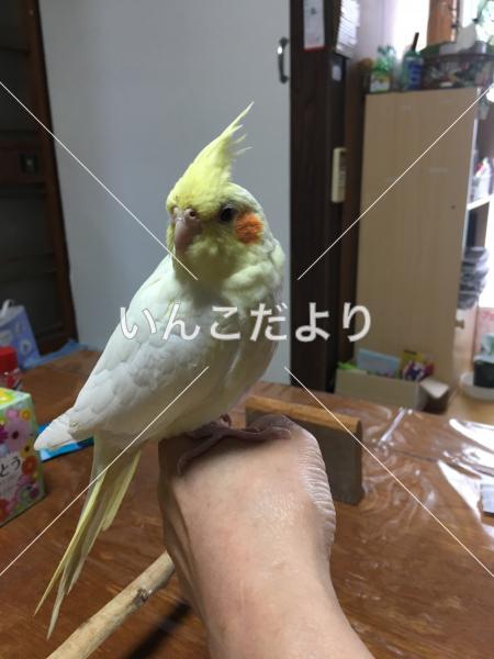 迷い鳥の写真