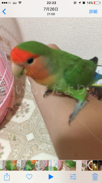 迷い鳥の写真