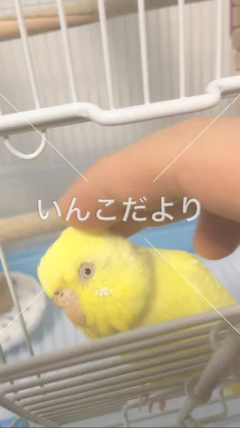 保護鳥の写真