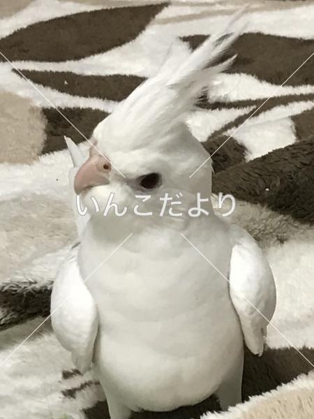迷い鳥の写真