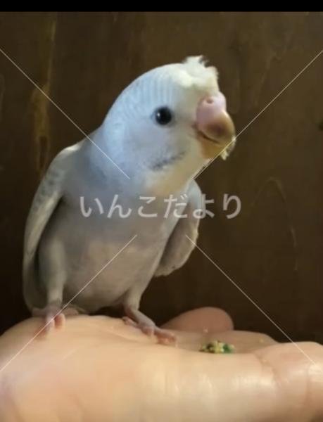 迷い鳥の写真