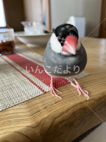 迷い鳥の写真