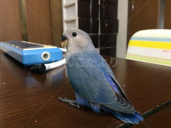 迷い鳥の写真