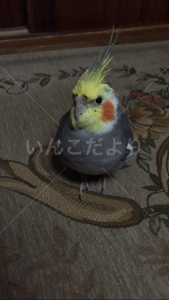 迷い鳥の写真