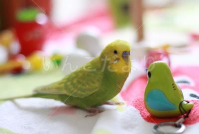 迷い鳥の写真