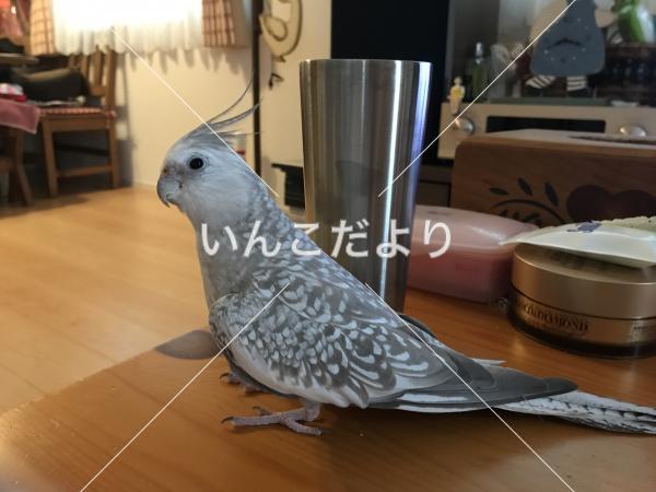 迷い鳥の写真