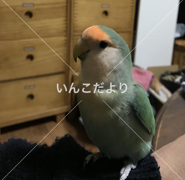 迷い鳥の写真