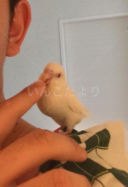迷い鳥の写真
