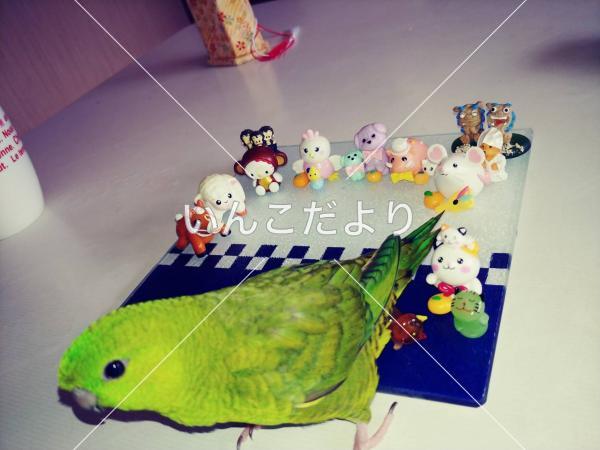 迷い鳥の写真