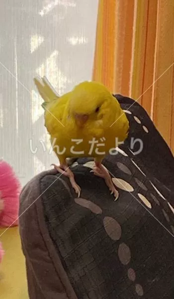 保護鳥の写真