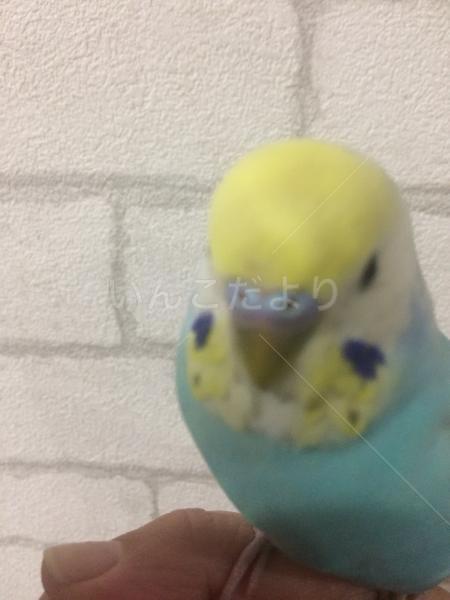 迷い鳥の写真