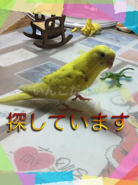 迷い鳥の写真