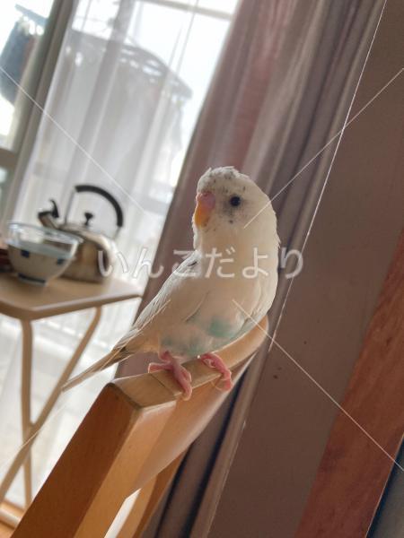 迷い鳥の写真