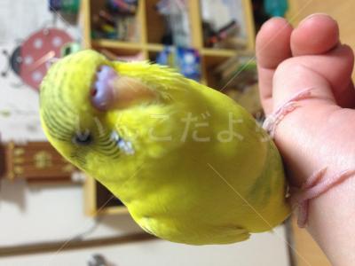 迷い鳥の写真