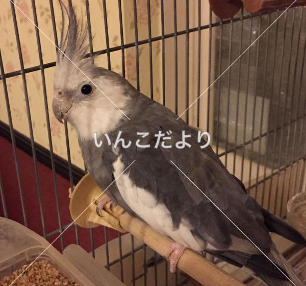 迷い鳥の写真