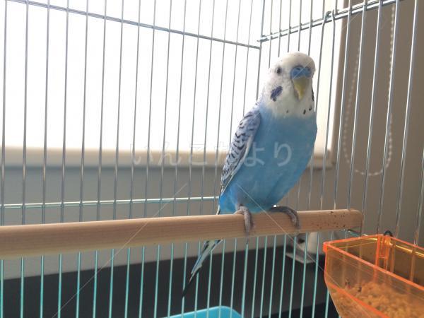 保護鳥の写真