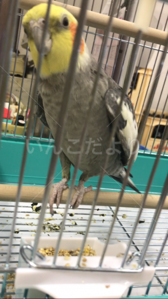 保護鳥の写真