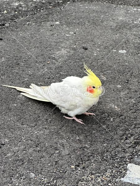 保護鳥の写真