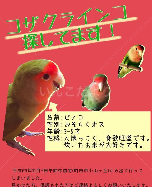 迷い鳥の写真