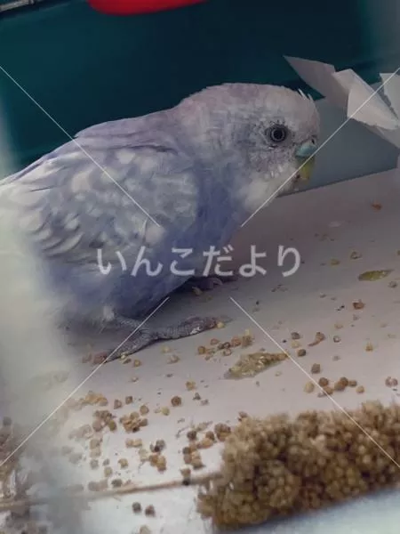 保護鳥の写真