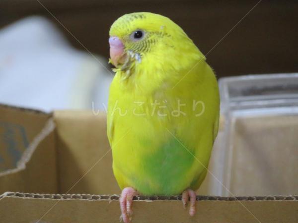迷い鳥の写真