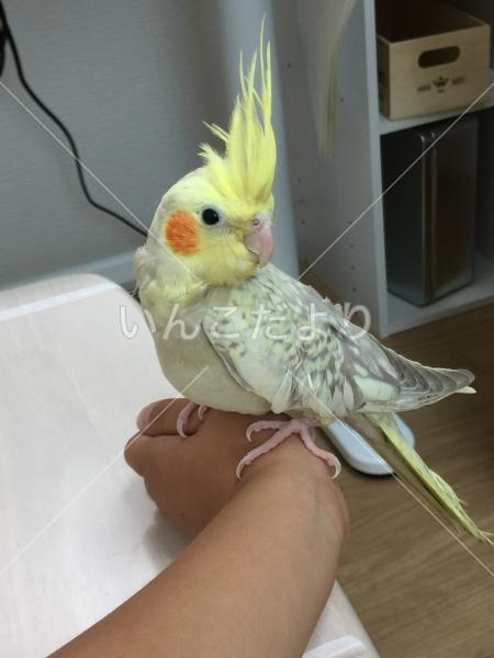 迷い鳥の写真