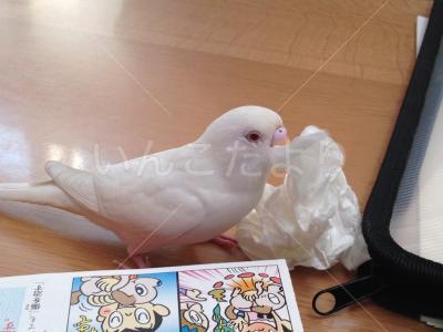 迷い鳥の写真