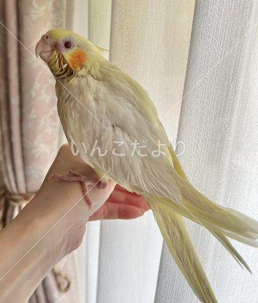 迷い鳥の写真