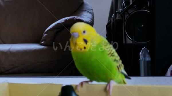 迷い鳥の写真