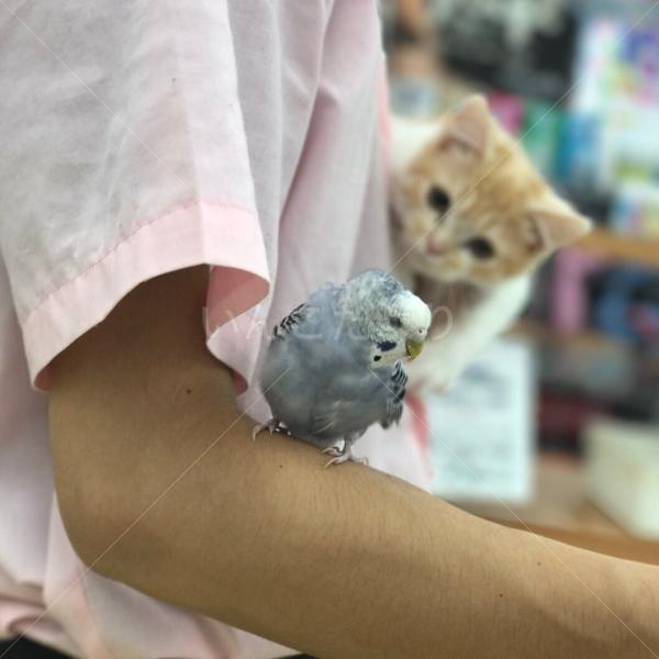 保護鳥の写真