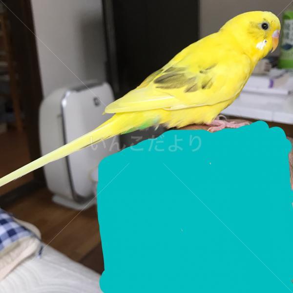 迷い鳥の写真